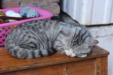 cat sleeping on table