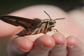 moth in human hand