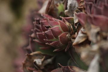 succulent plant in rock