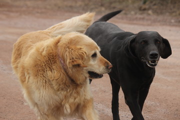 Golden retriever and black lab friends