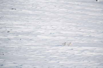 Arctic fox
