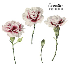 Carnation, watercolor, can be used as greeting card, invitation card for wedding, birthday and other holiday and  summer background