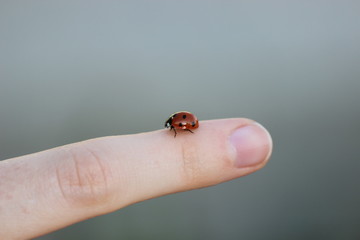 ladybug on finger
