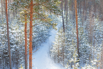 Pine trees covered with snow on frosty sunny day. Beautiful winter forest