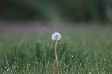 dandelion in grass
