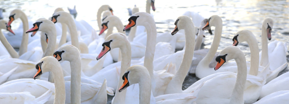 a flock of swans
