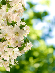 image of a flower tree in a garden close up