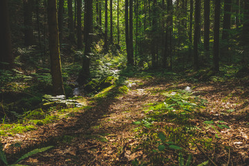 Fototapeta premium Path through the sunny Forest in the bavarian forest with much trees and leaf