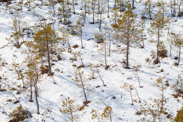 Viru Raba swampland from above at winter snowy season. Lahemaa National Park In Estonia. Winter Cold And Frosty Landscape.