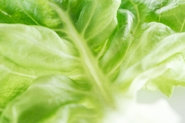close up view of fresh natural green lettuce leaf