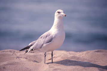 A seagull poses on the beach