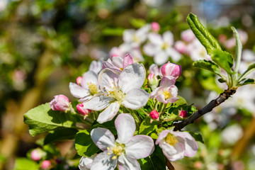 Blossoming branches of the apple tree on spring