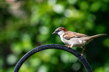 Fluffed up city wildlife with a house sparrow (Passer domesticus) perched on a garden bird feeder