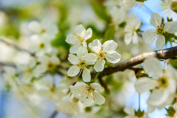Blossoming branches of the apple tree on spring