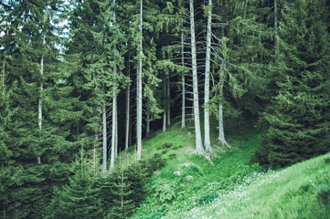 Peaceful summer evening in the woods.