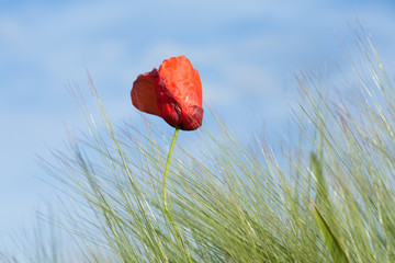 Red poppy in a medow