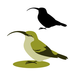 bird Oahu Akialoa, vector illustration,flat style, silhouette