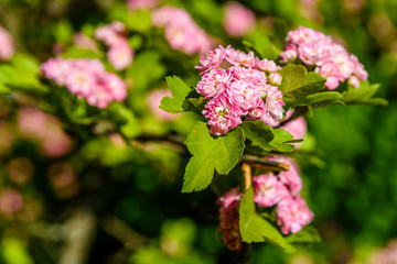 Blossoming branches of the hawthorn tree on spring