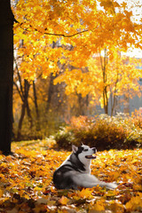 Husky in leaves