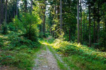 Fototapeta premium Path through the forest in the bavarian forest with green trees