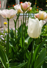 White pink tulips in the garden in the spring garden.