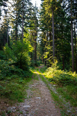 Path through the forest in the bavarian forest with green trees