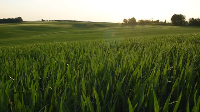 Zielone kłosy pszenicy kołyszące się na wietrze 