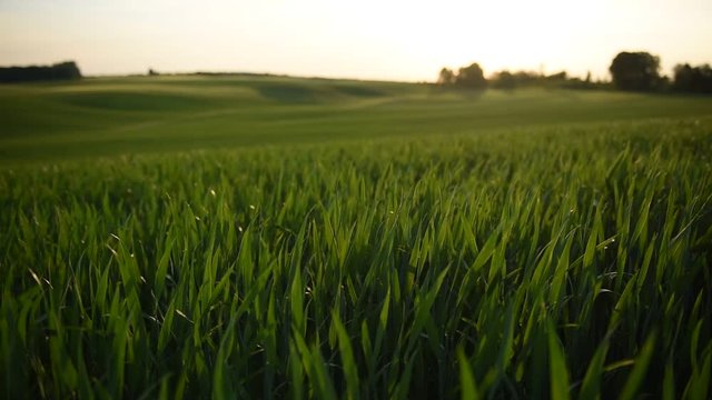 Zielone kłosy pszenicy kołyszące się na wietrze 