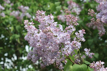 Beautiful blooming spring lilac on a background of lilac