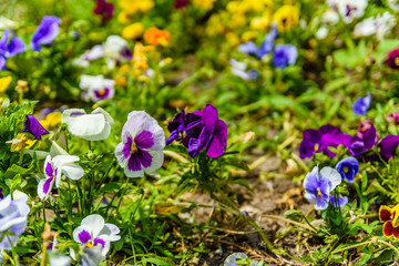 Obraz na płótnie Canvas Different viola flowers on flowerbed in a garden