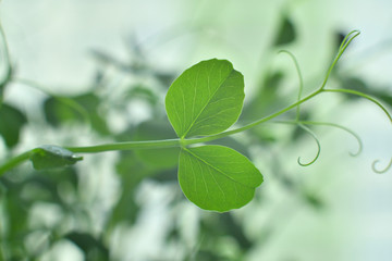 Drops of dew on young sprouts