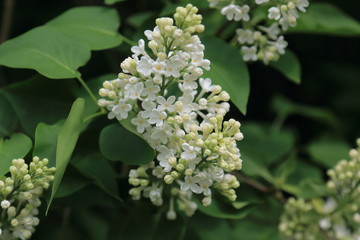 Beautiful blooming spring lilac with white flowers