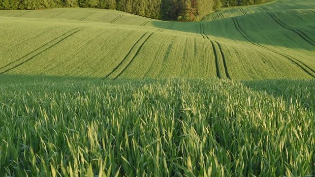 Zielone kłosy pszenicy kołyszące się na wietrze 