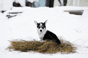 Снежный корги
