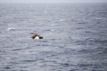 Fototapeta na wymiar Bird flying over Caribbean sea Grenadines