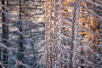 winter forest