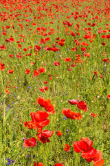 Fototapeta premium Wild red poppies growing in a fallow field in north east Italy.
