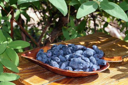 Kamchatka Berries. A Wooden Tray Filled With Freshly Harvested Fruits.