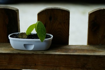 Planted two coin and one of the coin growing 