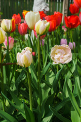 Multicolored tulips in the garden in the spring garden.