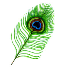 peacock feather, freehand drawing, ink and watercolor