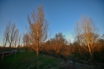 Obraz na płótnie Canvas Poplars or elms at sunset in spring in the green ring of Vitoria-Gasteiz (Alava), Basque Country, Spain