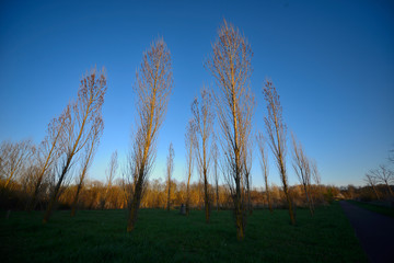Poplars or elms at sunset in spring in the green ring of Vitoria-Gasteiz (Alava), Basque Country, Spain
