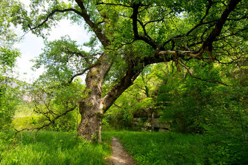 Ardeche bei Ruoms in Frankreich