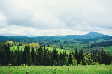 Fototapeta premium The mountains are covered with forest, after rain