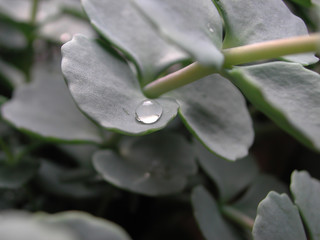 Bryophyllum fedtschenkoi 