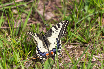 Butterfly Mahahon