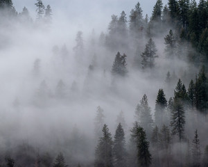 forest in the fog - 2 of 3