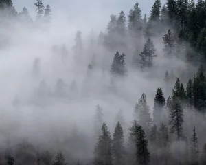 Printed kitchen splashbacks Forest in fog forest in the fog - 2 of 3