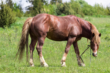 Fototapeta premium Horse in the field